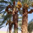 للبيع ثمرة نخل خراف وصرام الموقع برك