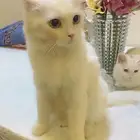 قطوه مع ابنتها للتبني بسبب التعلق في بعضهم