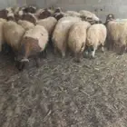 للبيع عدد 28 خروف نعيمي 7شهور وفوق طيبة بالحيل