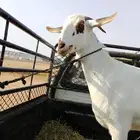 ماعز البيشيات اصل