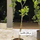 حمضيات