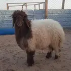 نعيمي  سواكني