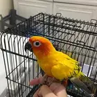 ببغاء صن كنيور