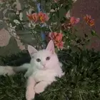 قطط أليفه كبيرة وصغيرة