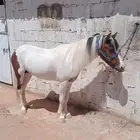 بوني معسوف