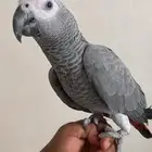 براده منقار واضافر طيور ناطقه.   التواصل واتس فقط