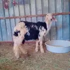 مشروع فحل نجدي
