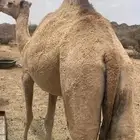 رباع ضروبه مغتر شقحاء منتجه