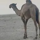 قعود لقي اصفر عل بعير محيل الهجله دبياني القعود كفو وامه كف