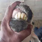 شاة نجديه