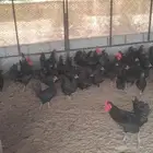 دجاج عربي اسود صك