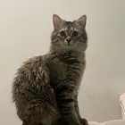 قطه تبني