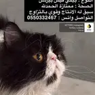 بيكي فيس للتزاوج
