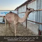 لقيه كفو