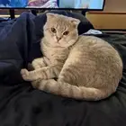 مكافأه ماليه لمن يعثر عليه