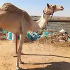 قعود شكل ولد شاهين بشير
