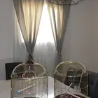 قفص عدد 2