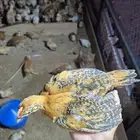 صيصان دجاج بلدي