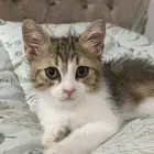 قطط للتبني