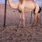 بكره بكر بنت الاعور جمل القرشي اختها مبيوعه بمليون ونص