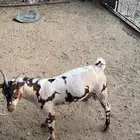 مشروع تيس فحل عماني