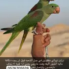 مفقودين