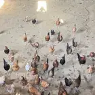 دجاج بلدي