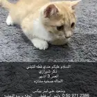 قطط