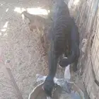 عنز تحتها جفرتين أعمارها من شهر وحول