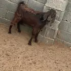 فحل قبرصي