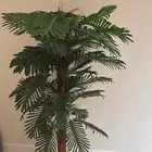 شجرة نظيفة للبيع