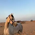 فرس شعبي