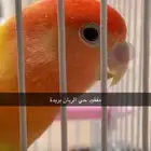 مفقود