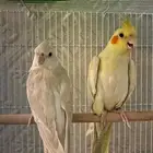 ببغاء كروان للبيع