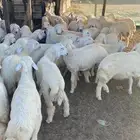 طليان حريات غنم حري تيوس عارضيات