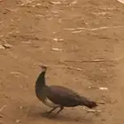 طائوس للبيع 2 اناثي