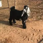 تيس عارضي للبيع