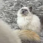 قطط هملايا