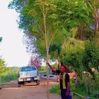 بونسيانا. تومناليا. نيم. ياسمين هندى