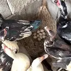 بط عدد 10 للبيع أو البدل في دجاج وديكه