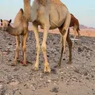 ناقه الخويره حره بشهادتها تحتها قعود
