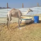 للبيع ركبي طابع الشدد