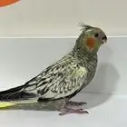 كروان تربيه لون فراشه قريب ياكل لحاله