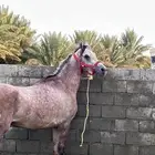 حصان للبيع عربي اصيل أوراق