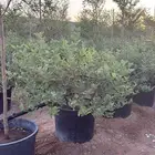 شجيره وايت اكس ديكور ع اشكال كرويه وع ساق واحد