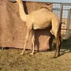 بكره بنت عز الجيش منتج والام مهجنه