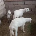 رحالين وعناق نضيف. وسمان