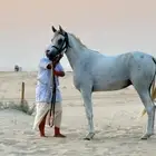 حصان واهو كفو