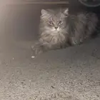 قط ضائعه حائل جامعيين