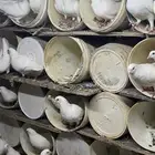 حمام فرنسي